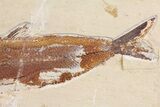 Cretaceous Fossil Fish (Osmeroides) - Hakel, Lebanon #163091-2